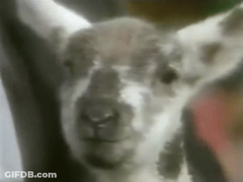 A Close Up Of A Sheep 'S Face Looking At The Camera With A Blurry Background GIF