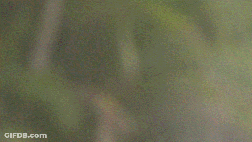 A Close Up Of A Sheep 'S Head With A Green Background GIF