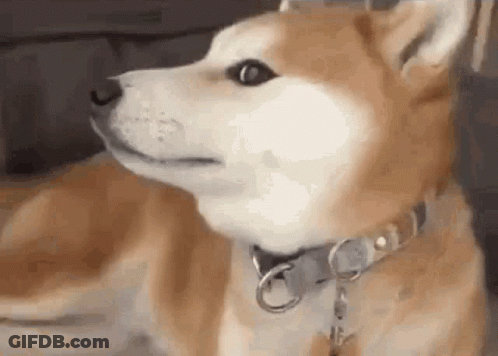 A Close Up Of A Shiba Inu Dog Wearing A Collar Looking At The Camera . GIF