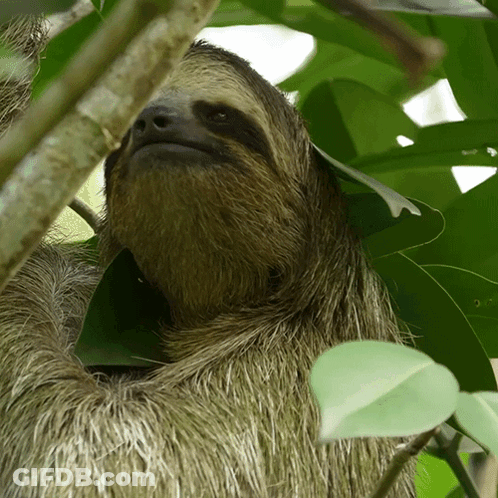 A Close Up Of A Sloth In A Tree With Leaves GIF