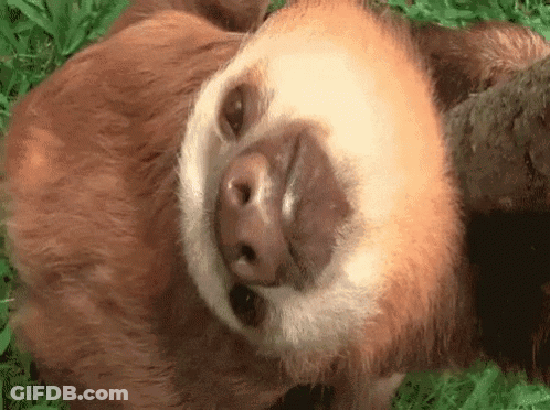 A Close Up Of A Sloth Laying On Its Back In The Grass Looking At The Camera . GIF