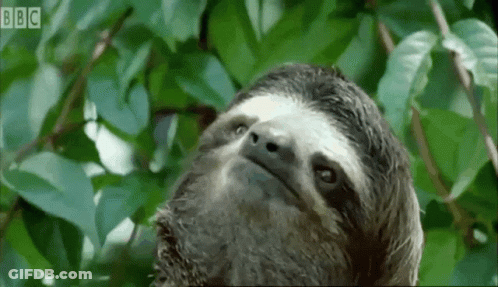 A Close Up Of A Sloth Looking Up At The Camera With Bbc Written In The Corner GIF