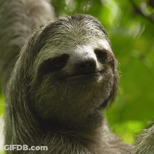 A Close Up Of A Sloth 'S Face Looking At The Camera GIF