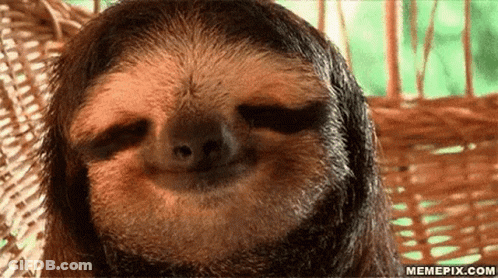 A Close Up Of A Sloth Smiling With Its Eyes Closed . GIF