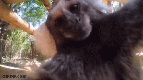 A Close Up Of A Sloth Taking A Picture Of Itself . GIF
