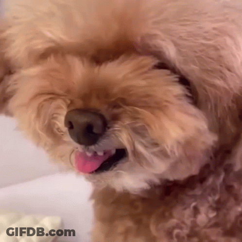 A Close Up Of A Small Brown Dog With Its Tongue Out . GIF