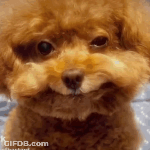 A Close Up Of A Small Brown Poodle Making A Face . GIF