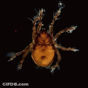 A Close Up Of A Small Bug With A Black Background GIF