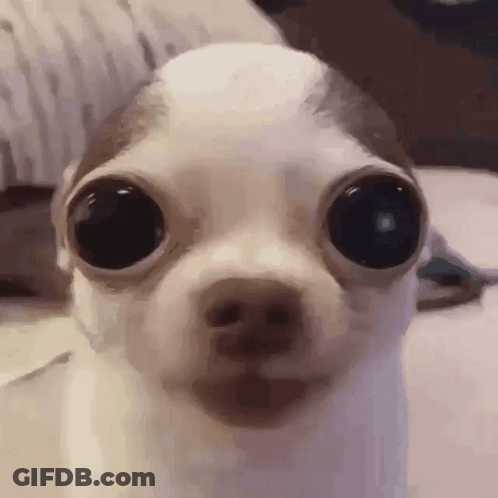A Close Up Of A Small Dog 'S Face With Big Eyes Looking At The Camera . GIF