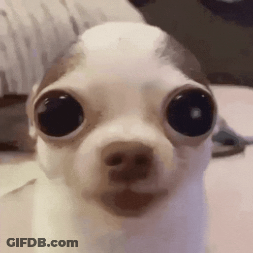 A Close Up Of A Small Dog With Very Large Eyes GIF