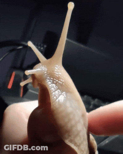 A Close Up Of A Snail Crawling On A Person 'S Hand GIF