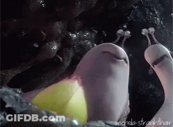 A Close Up Of A Snail Eating A Yellow Object GIF