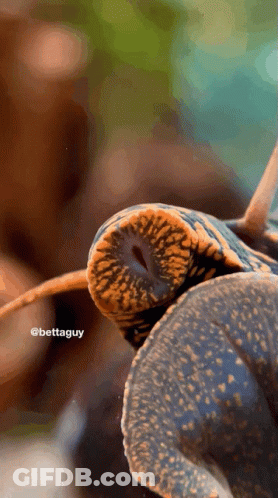 A Close Up Of A Snail With The Hashtag Bettaguy GIF