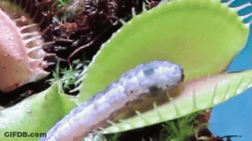 A Close Up Of A Snake Eating A Venus Flytrap GIF