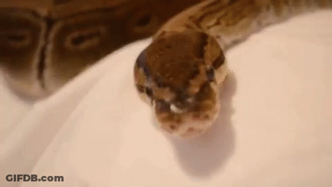 A Close Up Of A Snake Laying On A White Blanket On A Bed . GIF