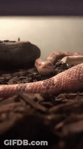 A Close Up Of A Snake Laying On Some Rocks GIF