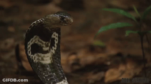 A Close Up Of A Snake On The Ground With The Words Dual Survival On The Bottom GIF