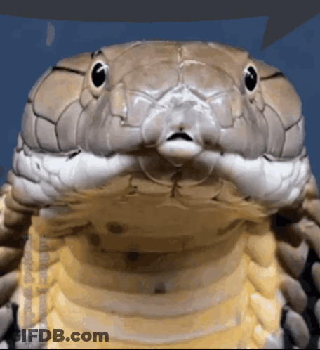 A Close Up Of A Snake 'S Face Against A Blue Background GIF