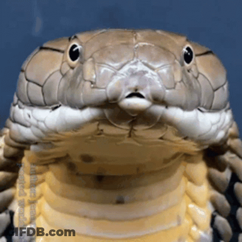 A Close Up Of A Snake 'S Face With A Blue Background And A Watermark That Says Andrew James GIF