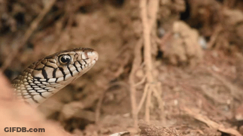 A Close Up Of A Snake 'S Face With A Blurred Background GIF