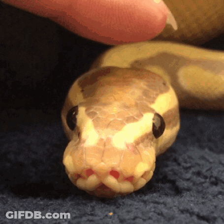 A Close Up Of A Snake 'S Face With A Person 'S Hand Petting It GIF