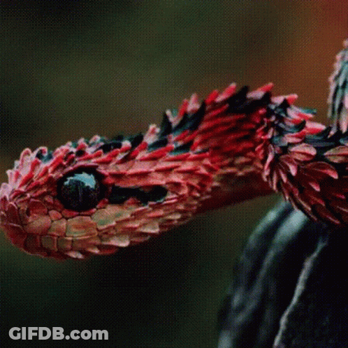 A Close Up Of A Snake 'S Head With A Purple Eye GIF