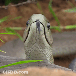 A Close Up Of A Snake 'S Head With Its Tongue Out GIF