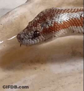 A Close Up Of A Snake 'S Head With Its Tongue Sticking Out . GIF