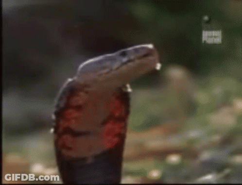 A Close Up Of A Snake 'S Mouth With A Spider In It . GIF