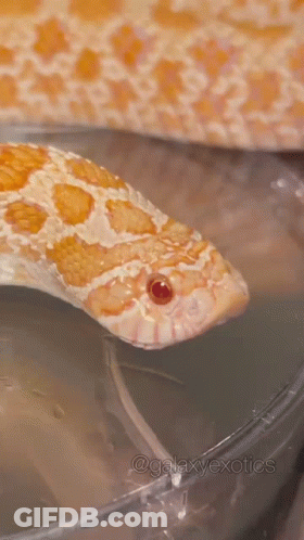 A Close Up Of A Snake With A Red Eye GIF