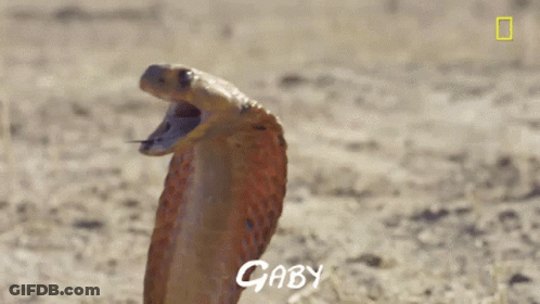 A Close Up Of A Snake With Gaby Written On The Bottom Right GIF