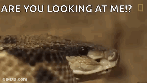 A Close Up Of A Snake With The Words Are You Looking At Me Written On The Bottom GIF