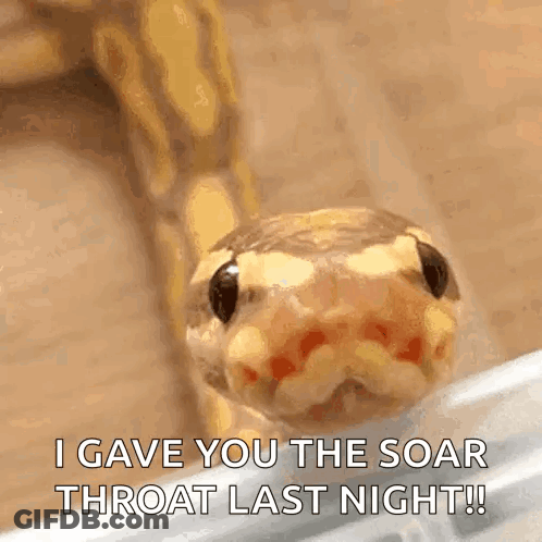 A Close Up Of A Snake With The Words `` I Gave You The Soar Throat Last Night '' GIF