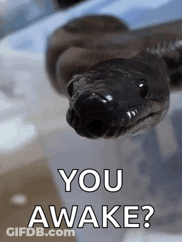A Close Up Of A Snake With The Words " You Awake " Written Below It GIF