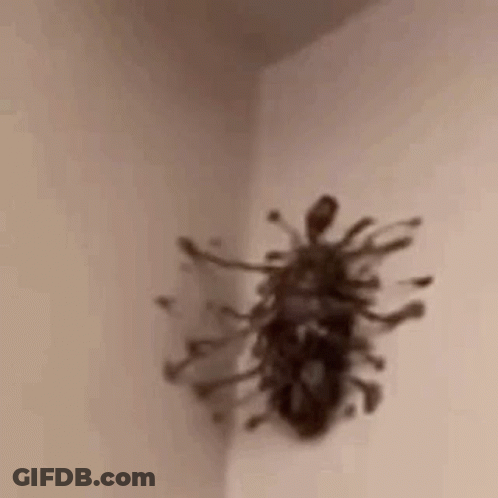 A Close Up Of A Spider On A Wall . GIF
