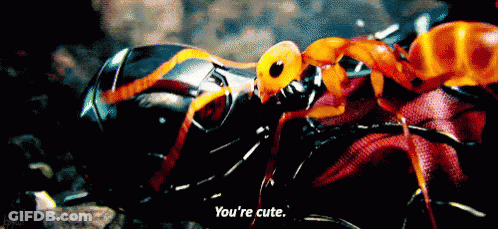 A Close Up Of A Spider With The Words `` You 'Re Cute '' Written Below It . GIF
