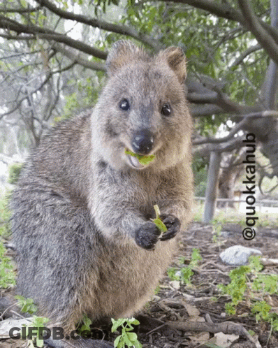 A Close Up Of A Squirrel Eating A Piece Of Lettuce With The Words @Quokkahub Below It GIF