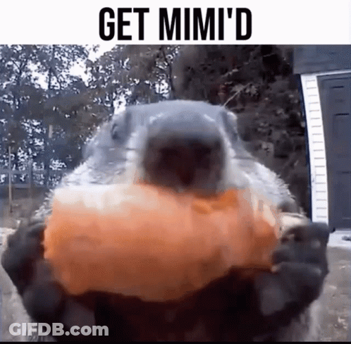 A Close Up Of A Squirrel Holding A Pumpkin In Its Mouth With The Words Get Mimi 'D Above It GIF