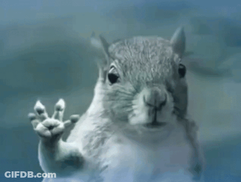 A Close Up Of A Squirrel 'S Face Behind A Glass Door GIF