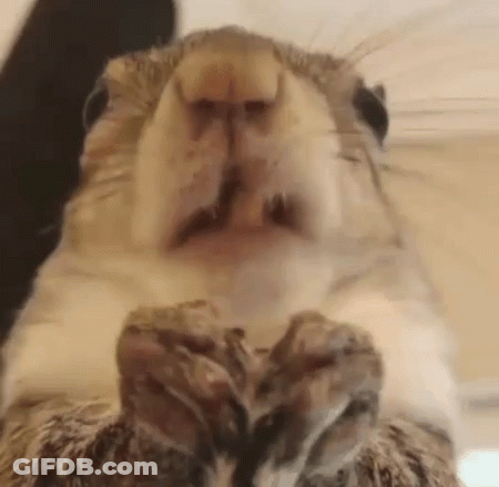 A Close Up Of A Squirrel 'S Face With Its Mouth Open And Its Paws Up . GIF