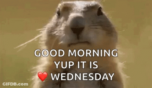 A Close Up Of A Squirrel With The Words `` Good Morning Yup It Is Wednesday '' On It . GIF