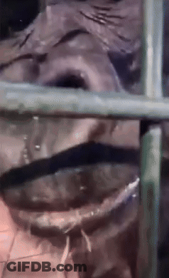 A Close Up Of A Statue Behind A Fence GIF
