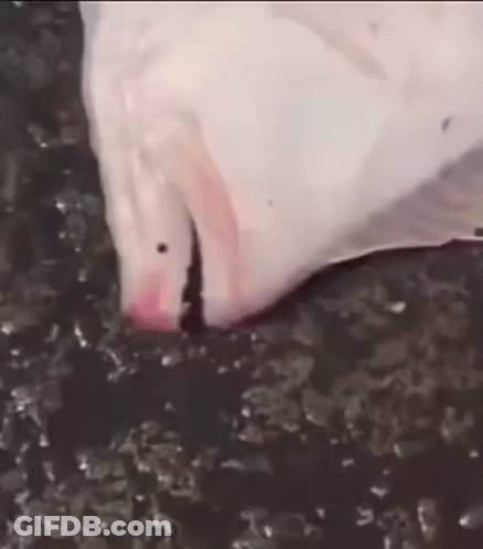 A Close Up Of A Stingray Swimming In The Water With Its Mouth Open . GIF