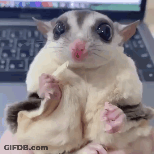 A Close Up Of A Sugar Glider Eating A Banana In Someone 'S Hand . GIF