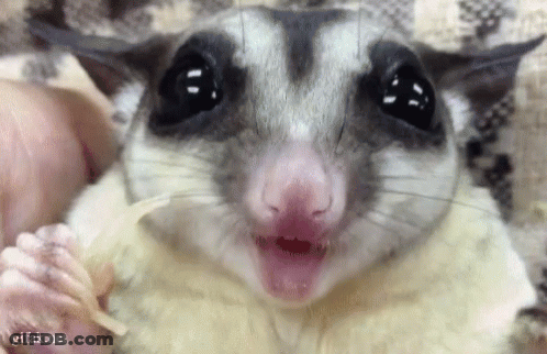 A Close Up Of A Sugar Glider With Its Mouth Open GIF