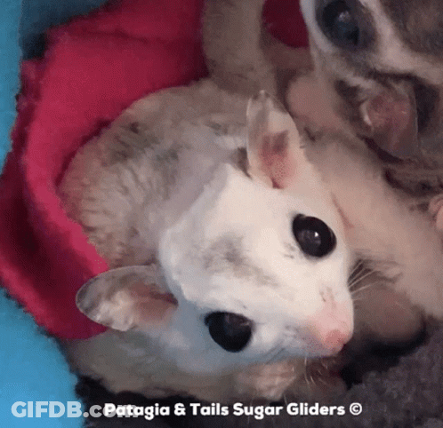 A Close Up Of A Sugar Glider With The Words Patagia & Tails Sugar Gliders Above It GIF