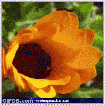 A Close Up Of A Sunflower With The Website Www.imagenesplanet.com Written Below It GIF