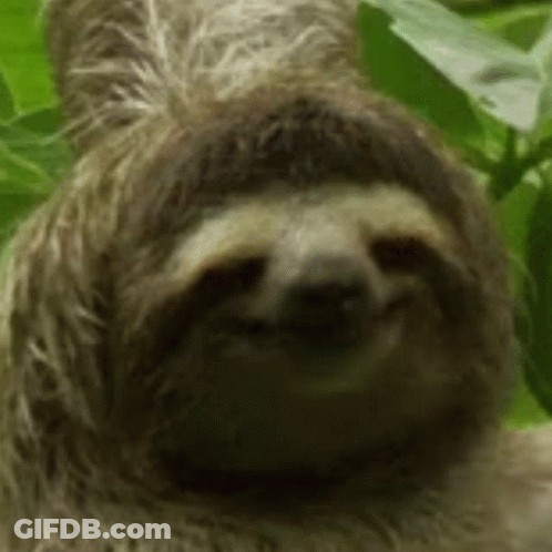 A Close Up Of A Three Toed Sloth Smiling In A Forest . GIF