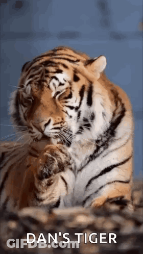 A Close Up Of A Tiger Cleaning Itself With The Words `` Dan 'S Tiger '' Written On The Bottom . GIF