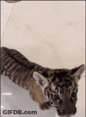 A Close Up Of A Tiger Cub Laying On The Floor GIF
